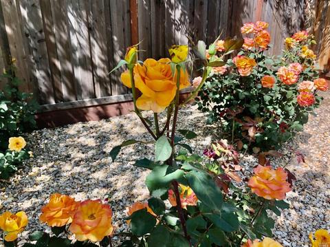 1290 Jacobs Dr, Dixon, CA 95620 photo 25
