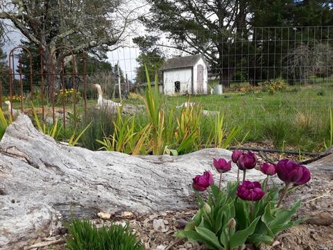 8150 Germone Rd, Sebastopol, CA 95472 photo 32