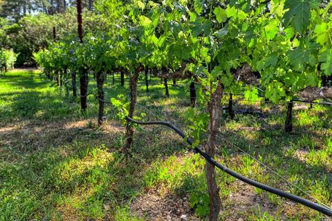 330 Diogenes Dr, Angwin, CA 94508 photo 46