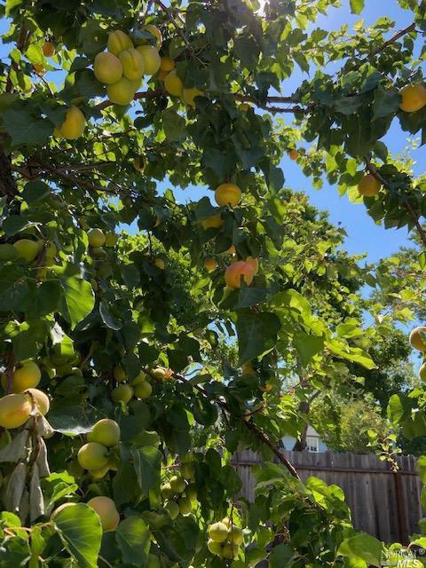 371 Wilson Ln, Windsor, CA 95492 photo 30