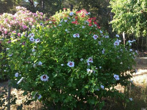 1853 Tulip Pl, Willits, CA 95490 photo 45