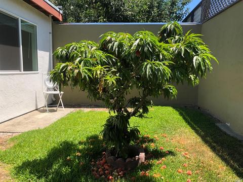 3109 Rita Ct, Napa, CA 94558 photo 18