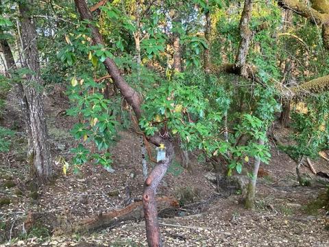 1561 Casteel Dr, Willits, CA 95490 photo 35