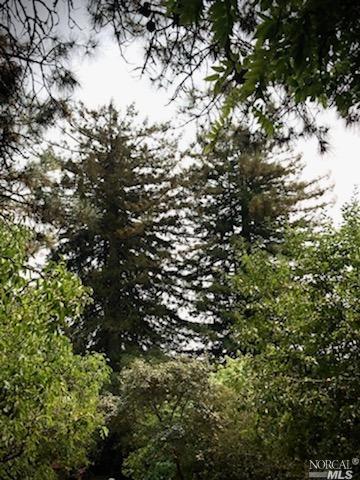 3431 Burnside Rd, Sebastopol, CA 95472 photo 69