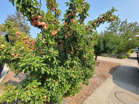 8071 Washington Ave, Sebastopol, CA 95472 photo 5