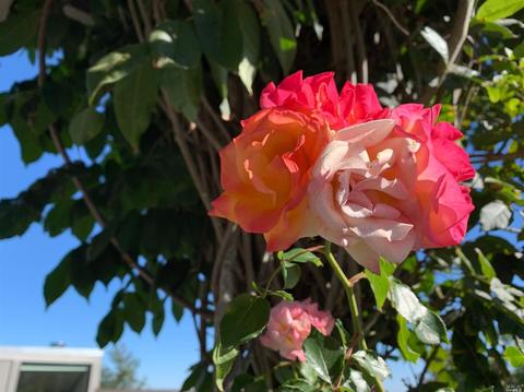 406 Durant Way, Mill Valley, CA 94941 photo 7