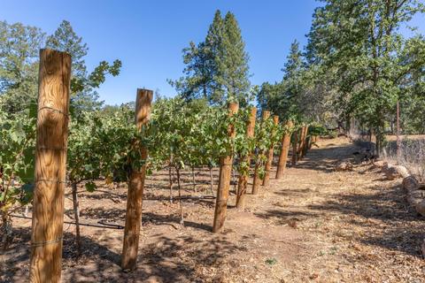 260 White Cottage Rd N, Angwin, CA 94508 photo 13