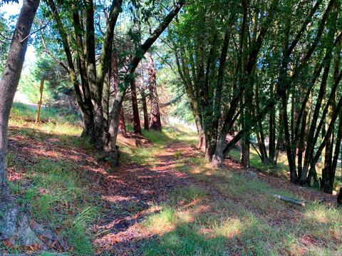 3851 Joy Rd, Occidental, CA 95465 photo 19