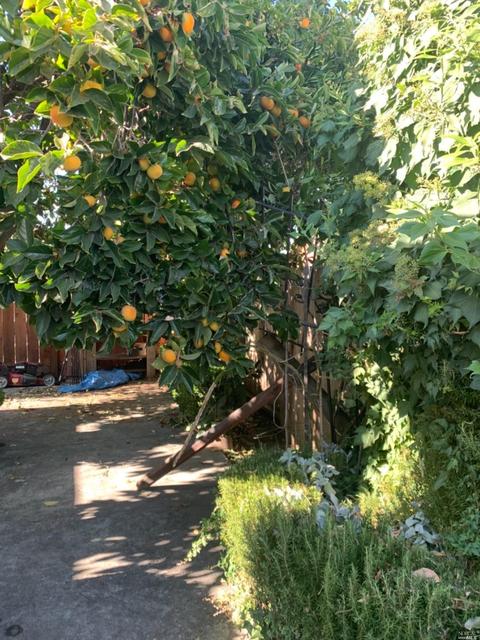 901 Tobin Dr, Vallejo, CA 94589 photo 14