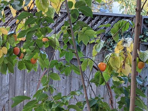 610 N Pine St, Ukiah, CA 95482 photo 29