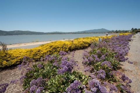 24 Marsh Rd, Tiburon, CA 94920 photo 24