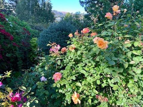 172 Lark Ln, Mill Valley, CA 94941 photo 62