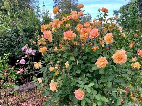 172 Lark Ln, Mill Valley, CA 94941 photo 58
