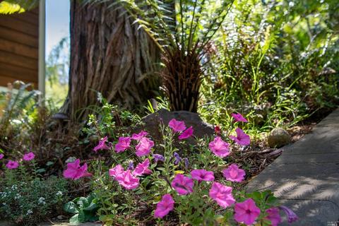 835 Smith Rd, Mill Valley, CA 94941 photo 56