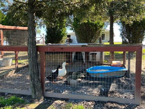155 Ely Rd N, Petaluma, CA 94954 photo 58