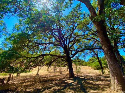 7400 E Side Potter Valley Rd, Ukiah, CA 95482 photo 27