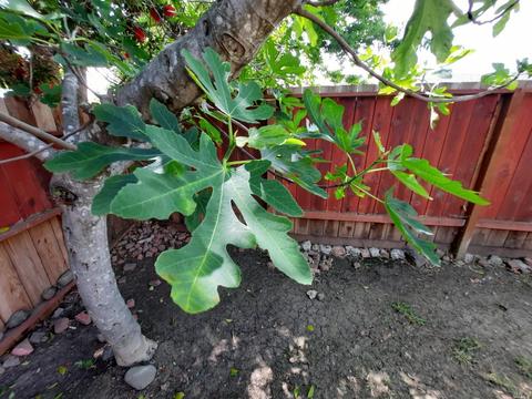 2219 Dover Ave, Fairfield, CA 94533 photo 33