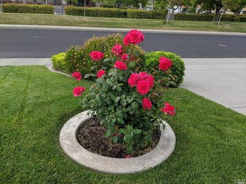 354 Glen Eagle Ct, Vacaville, CA 95688 photo 17