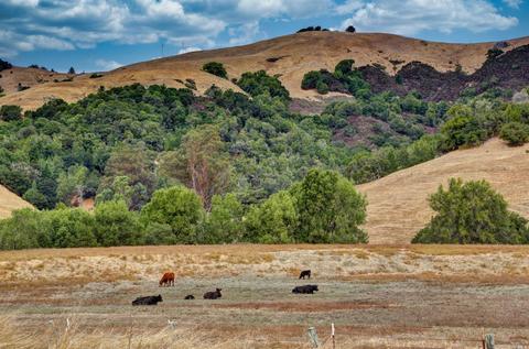 60 Arroyo Rd, Forest Knolls, CA 94933 photo 94