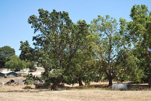 4460 Bodega Ave, Petaluma, CA 94952 photo 46