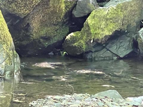 60890 Bell Springs Rd, Laytonville, CA 95454