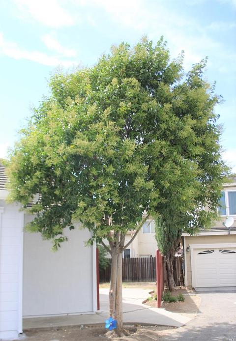 328 Vazquez Ct, Dixon, CA 95620 photo 30