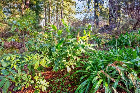 4200 Joy Rd, Occidental, CA 95465 photo 54