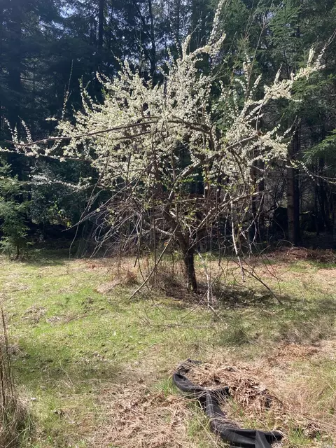 Other - 20400 Timber Rd, Willits, CA 95490 photo 1 of 10