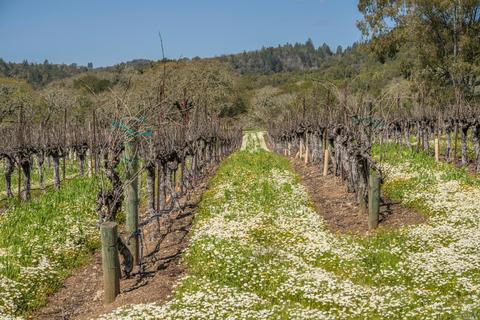 4050 Lovall Valley Loop Rd, Sonoma, CA 95476 photo 22