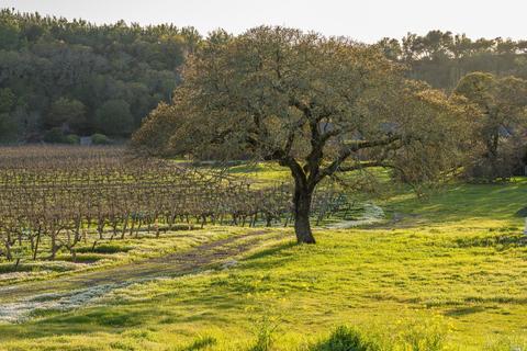 4050 Lovall Valley Loop Rd, Sonoma, CA 95476 photo 38