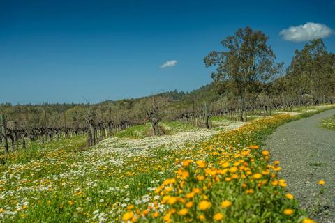 4050 Lovall Valley Loop Rd, Sonoma, CA 95476 photo 4