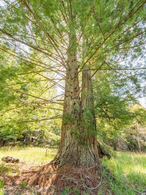 19550 Gschwend Rd, Philo, CA 95466 photo 46
