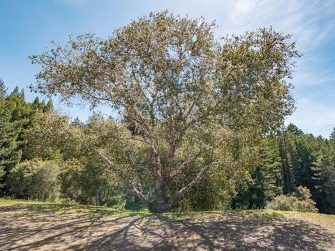 19550 Gschwend Rd, Philo, CA 95466 photo 49