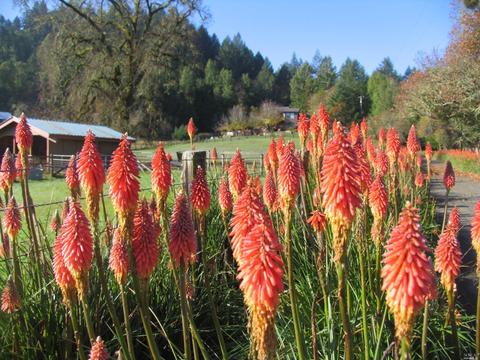 575 W Mendocino Ave, Willits, CA 95490 photo 60