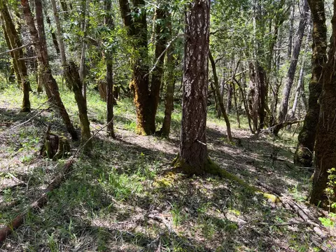 1101 Exley Ln, Willits, CA 95490 photo 5