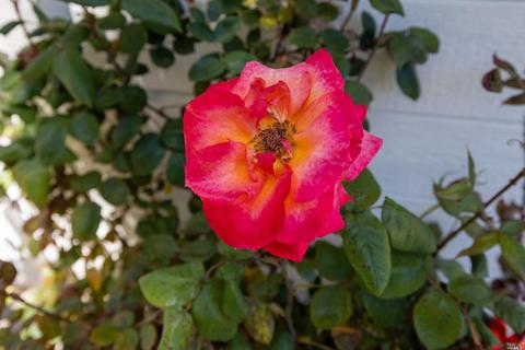 180 W Sierra Ave, Cotati, CA 94931 photo 38