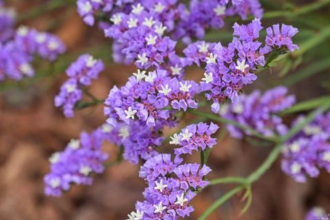 214 Simon Dr, Petaluma, CA 94952 photo 44
