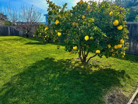 6 Mohawk Ave, Corte Madera, CA 94925 photo 29