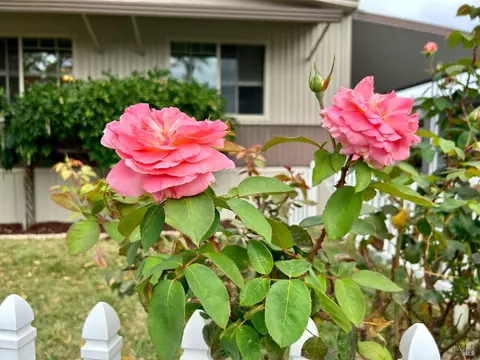 20 Camelia Dr, Napa, CA 94558 photo 4