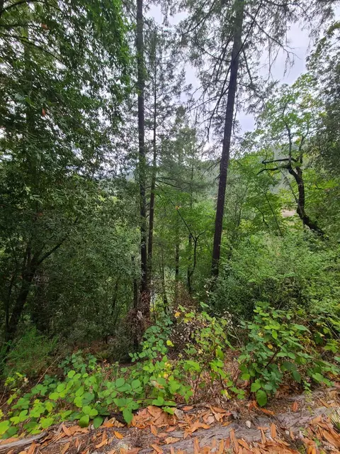 11348 Terrace Dr, Forestville, CA 95436