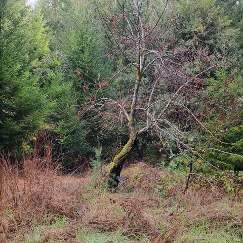 View/Area - 13251 Irmulco Rd, Willits, CA 95490 photo 3 of 4