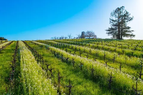 1086 Limerick Ln, Healdsburg, CA 95448 photo 3