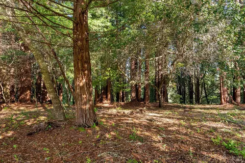 Exterior - 3500 Bones Rd, Sebastopol, CA 95472 photo 26 of 27