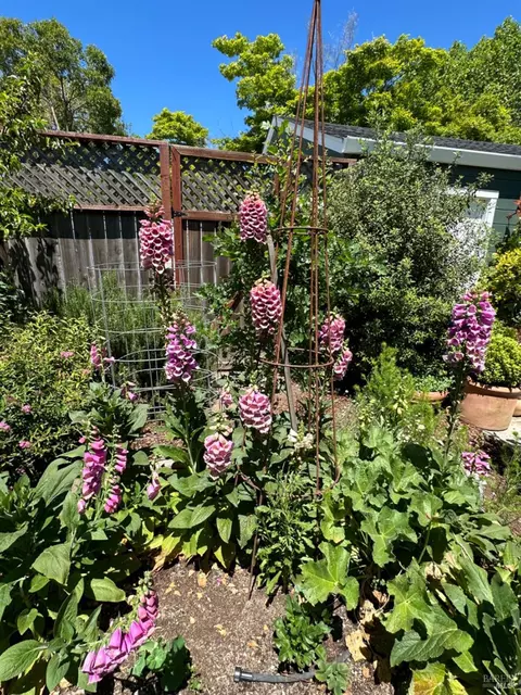 2280 Pine St, Napa, CA 94559 photo 33