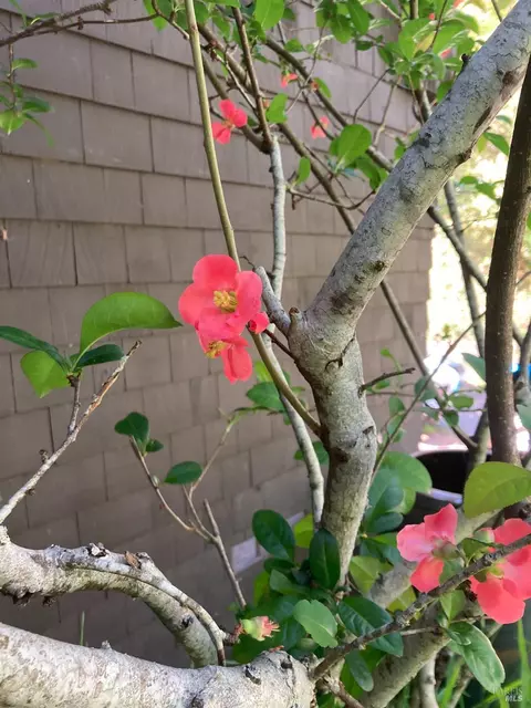 55 Potrero Ln, Lagunitas, CA 94938 photo 37