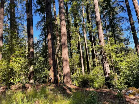 15210 Bittner Rd, Occidental, CA 95465 photo 17