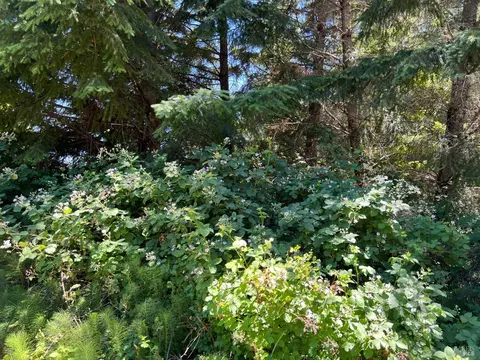 1523 Acacia Pl, Willits, CA 95490 photo 4