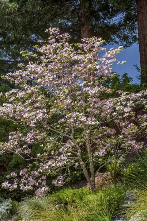 Other - 5 Alta Ter, Corte Madera, CA 94925 photo 8 of 16