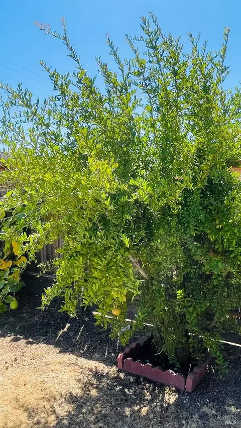 1230 Wilson St, Fairfield, CA 94533 photo 24