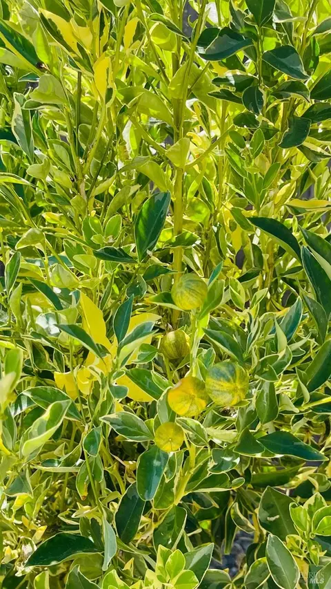 1230 Wilson St, Fairfield, CA 94533 photo 21